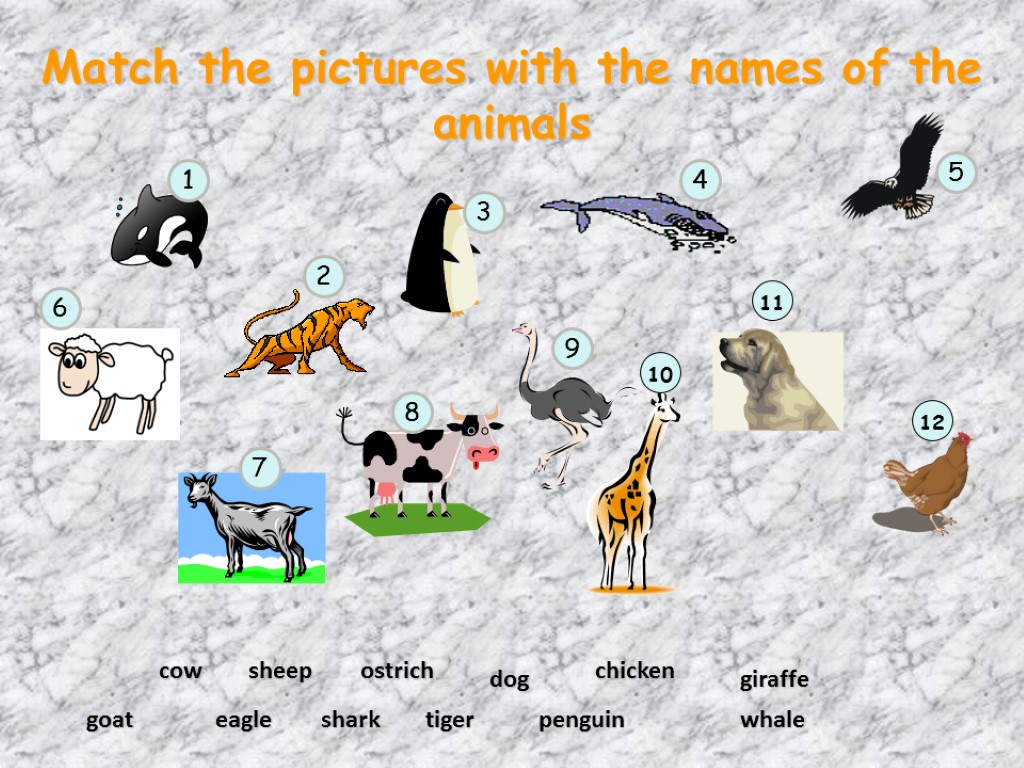 Match the pictures with the names of the animals tiger sheep giraffe shark goat